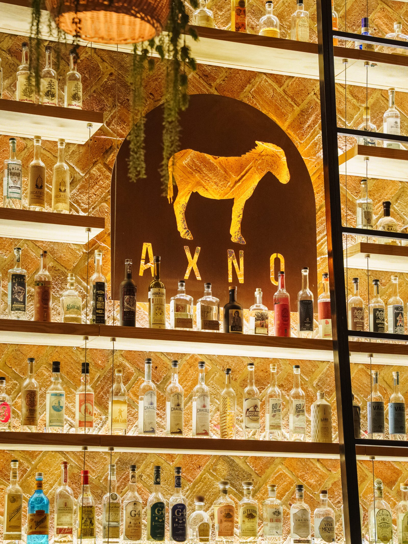 Who Studio x Axno Bar · NOEMA Estudio · Fotografía Arquitectónica 2025